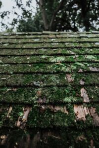 A very worn wood shingle roof overgrown with moss.