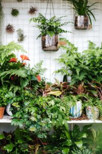 A wall and shelves full of house plants.